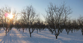 Téli mandula fák